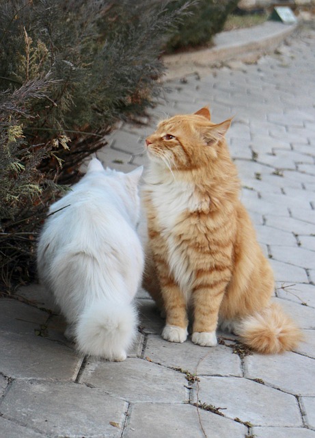 猫猫宠物可爱的动物