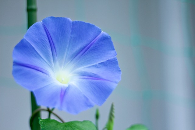牵牛花蓝色花朵