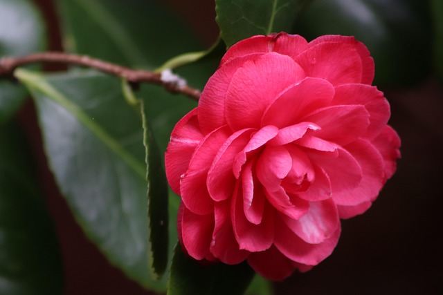山茶花红色花瓣