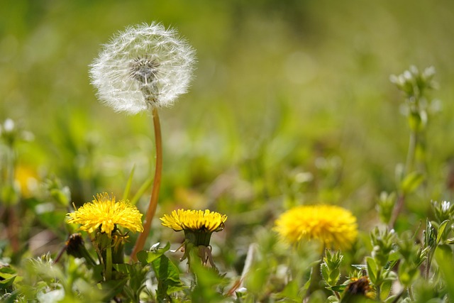 苔藓林天然绿色植物