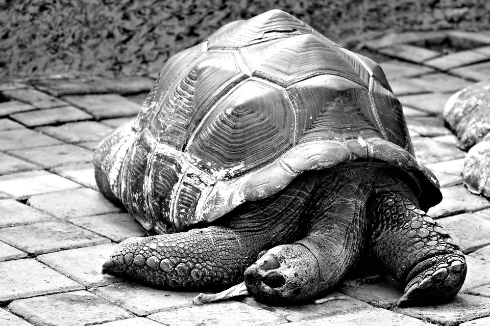 巨龟龟爬行动物