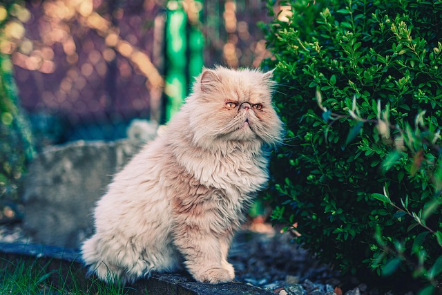 毛茸茸的猫猫小猫毛茸茸的宠物
