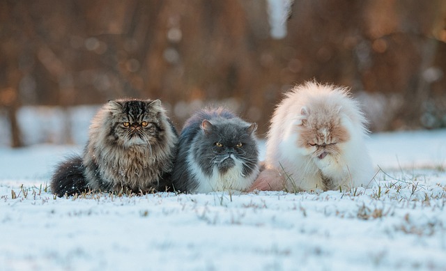 冬季波斯猫雪猫