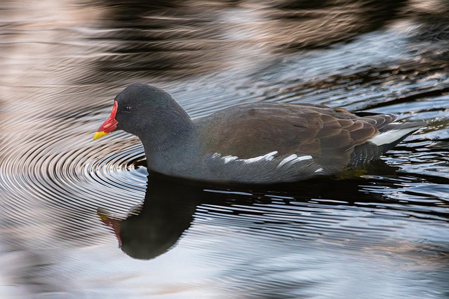 摩尔母鸡鸟动物羽毛
