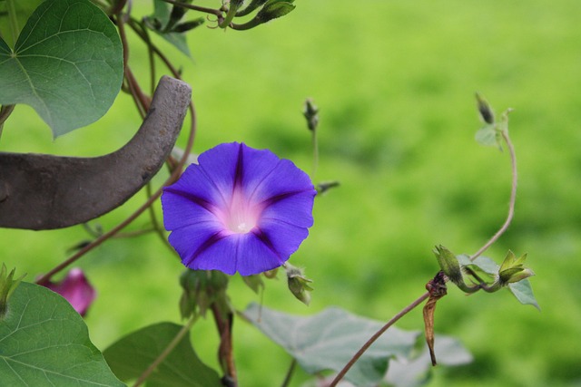 花卉植物春牵牛花