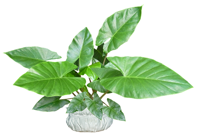 热带植物盆栽