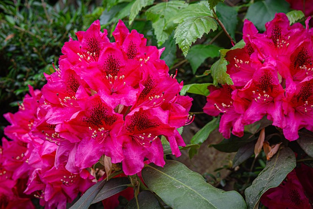 杜鹃花灌木花