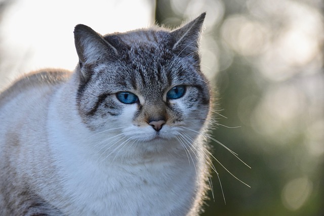 猫猫猫猫云肖像