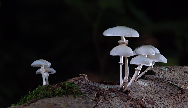 蘑菇书粘液平菇