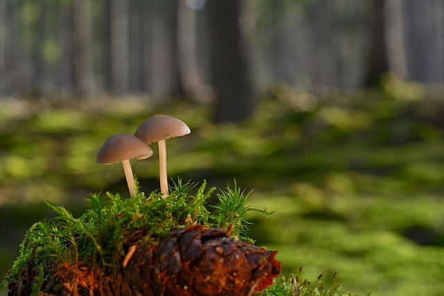 蘑菇苔云杉