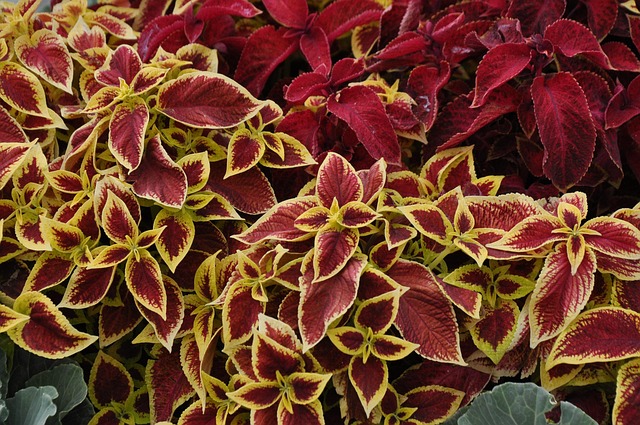 coleus叶子植物叶子