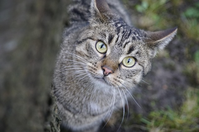 躲猫猫树眼睛捉迷藏