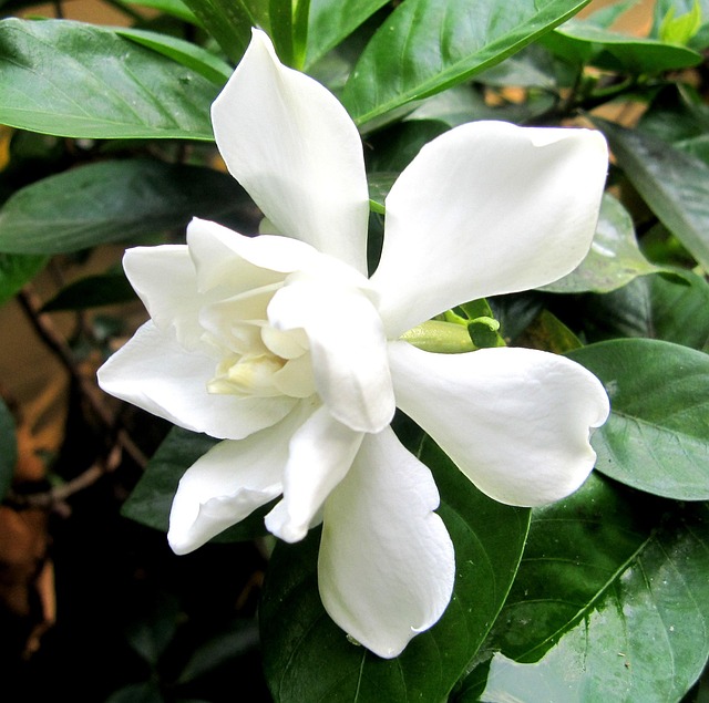 铠塔瓦栀子花