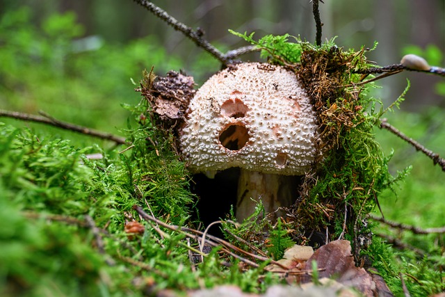 蘑菇苔藓林地板真菌