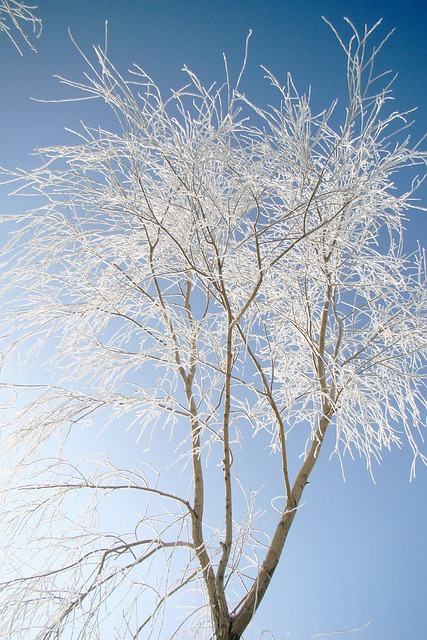 天然林树木冬季