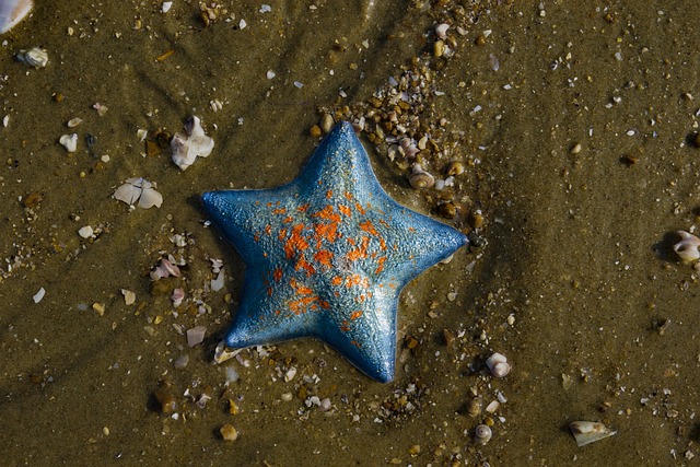 海星海洋自然海滩