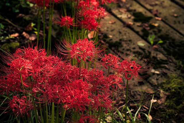 植物花日本k蜘蛛百合