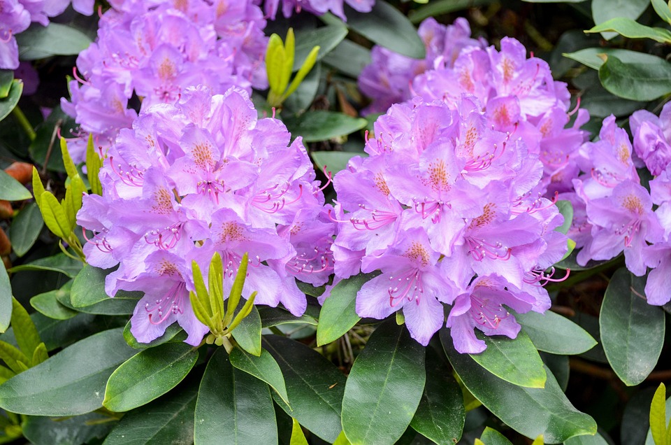 花自然园林植物叶子