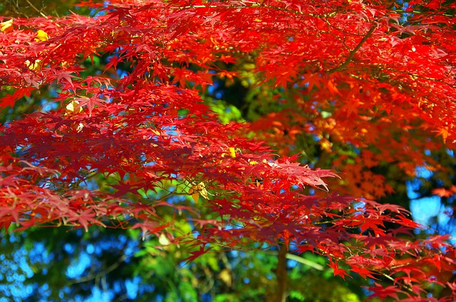 枫秋叶日本