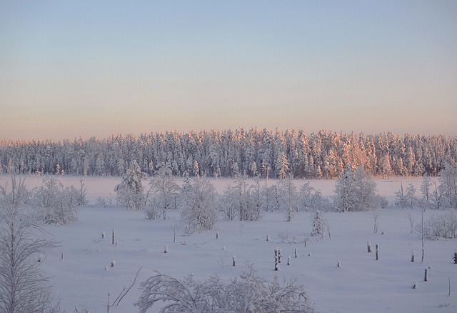 雪林冬季户外