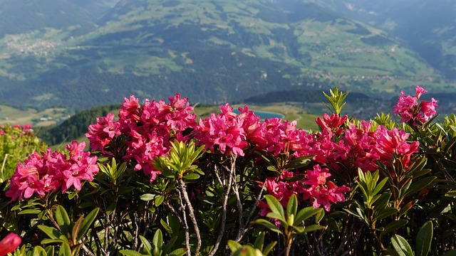 高山玫瑰