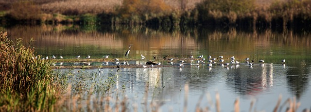 鸟类群居鸟类学物种