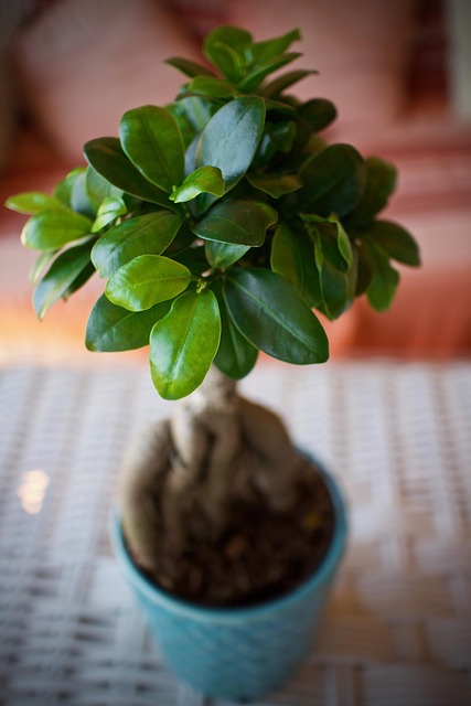 植物叶子人参盆景