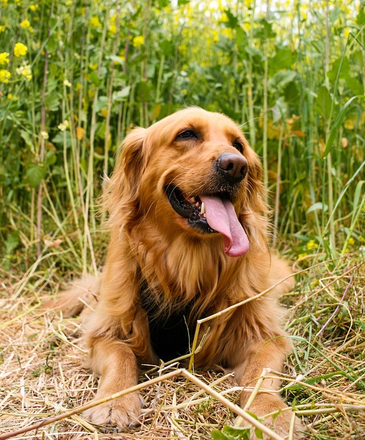 狗微笑快乐宠物动物可爱