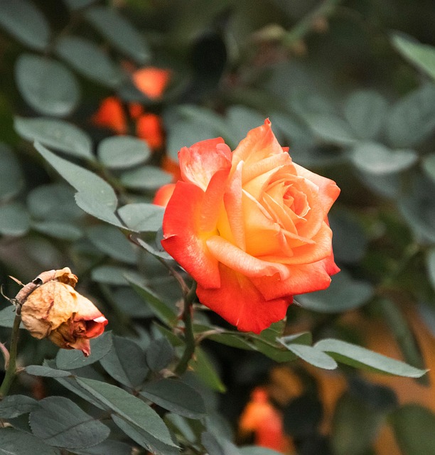 玫瑰橙花橙玫瑰