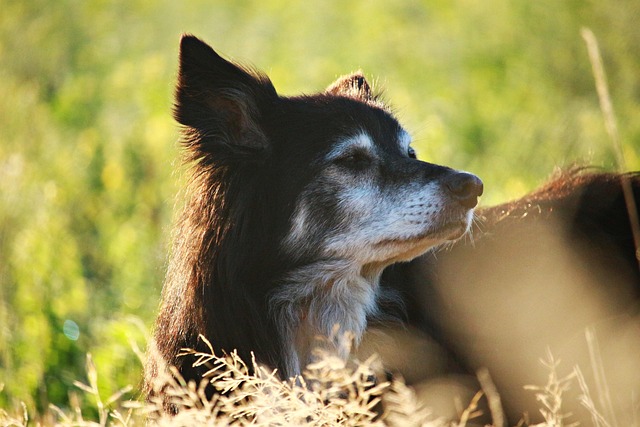牧羊犬边境