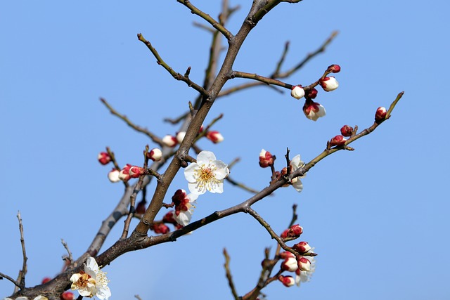梅花春天