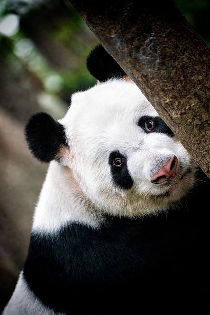 熊猫熊猫动物园动物中国