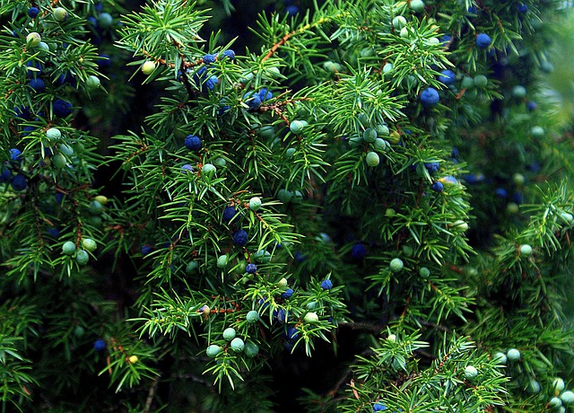 刺柏植物灌木刺柏果实