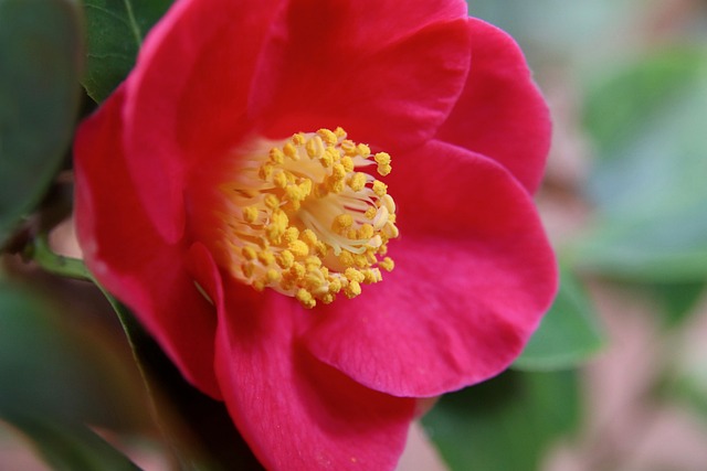 山茶花茶花雄蕊
