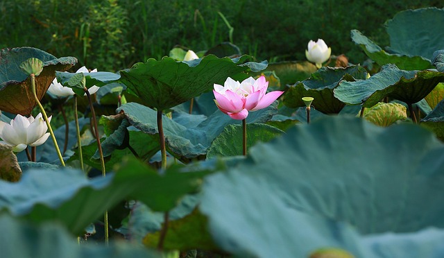 荷花水生植物池塘