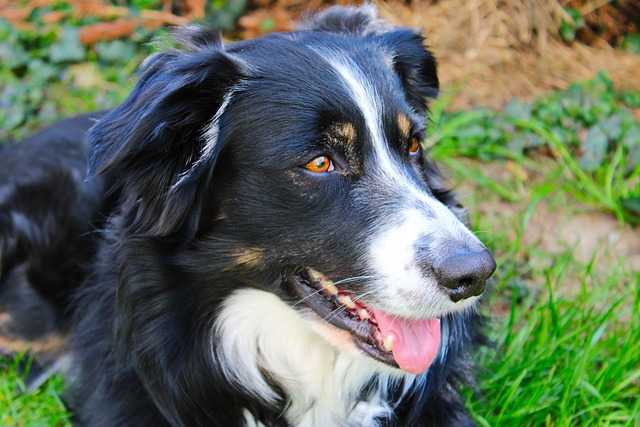 狗边境牧羊犬宠物