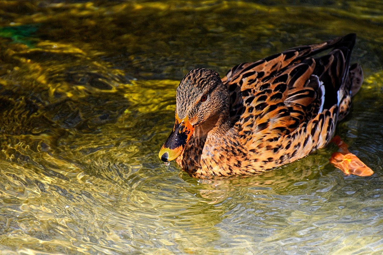 绿头鸭鸟类自然羽毛