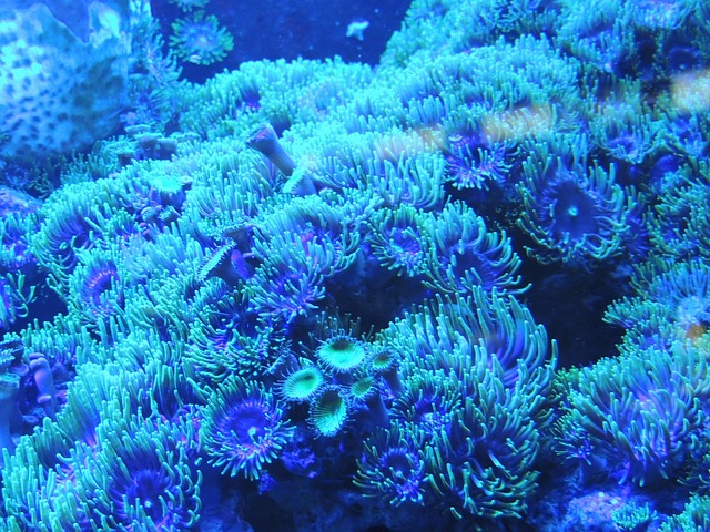 背景蓝水珊瑚