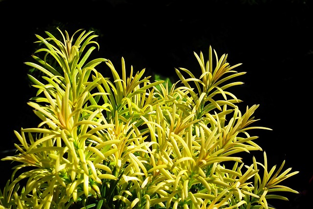 紫杉灌木植物春季花园