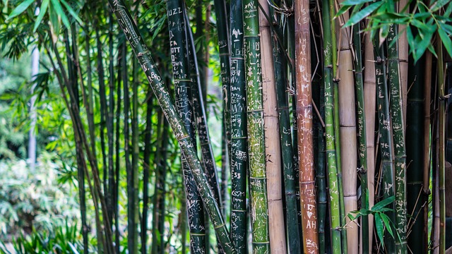 竹子植物自然植物林