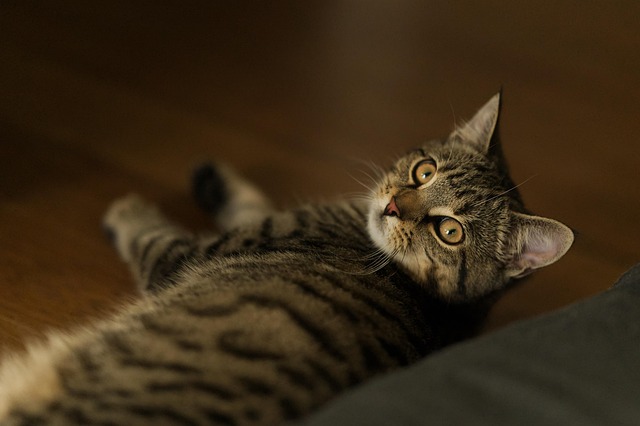 动物猫哺乳动物猫宠物皮毛