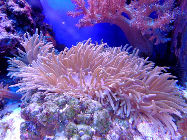 珊瑚礁水族馆