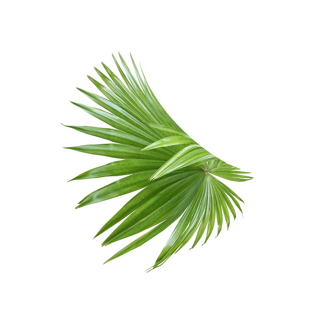 热带绿色棕榈叶