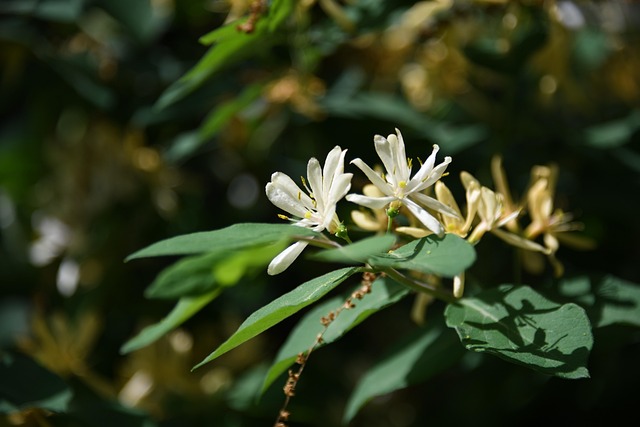白色金银花植物