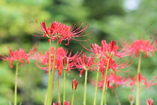 花红蜘蛛百合植物学