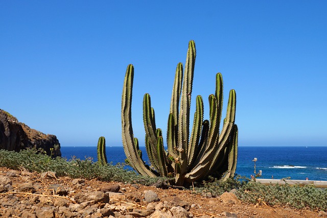仙人掌仙人掌植物海