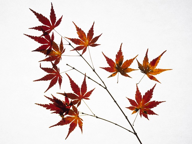 枫叶秋天