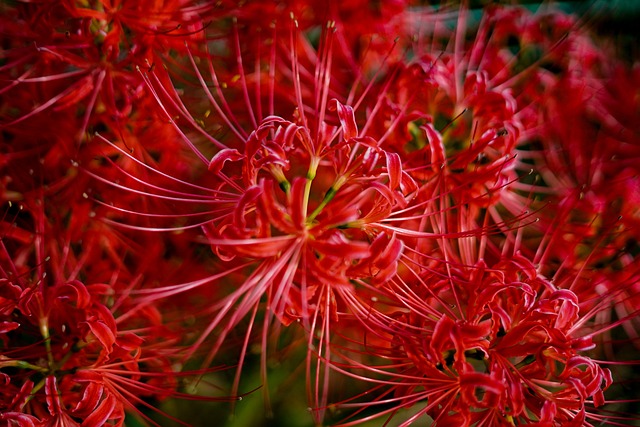 石蒜科石蒜花