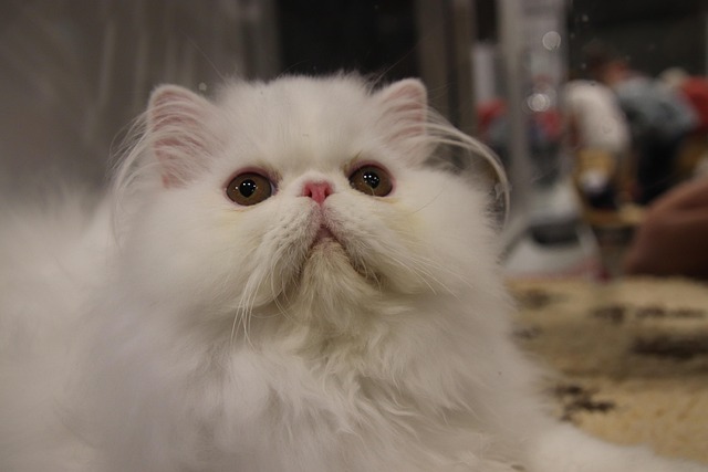 猫波斯猫