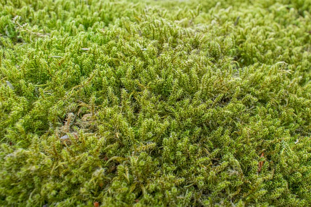 苔藓特写结构背景
